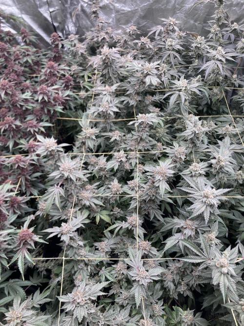 CN#2 Clones (Relentless Genetics). Week 10