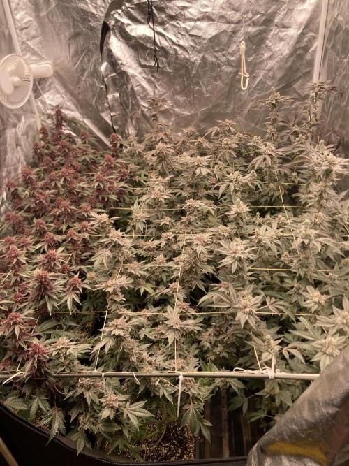 CN#2 Clones (Relentless Genetics). Week 10