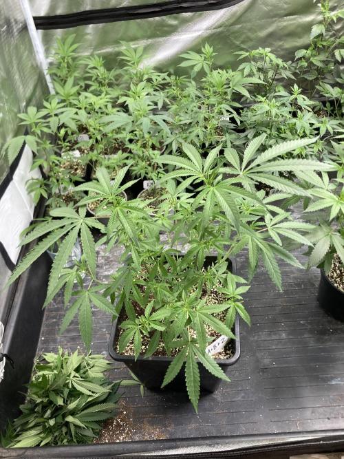 Apples & Bananas x Zoda (Umami Seed Co). Week 10