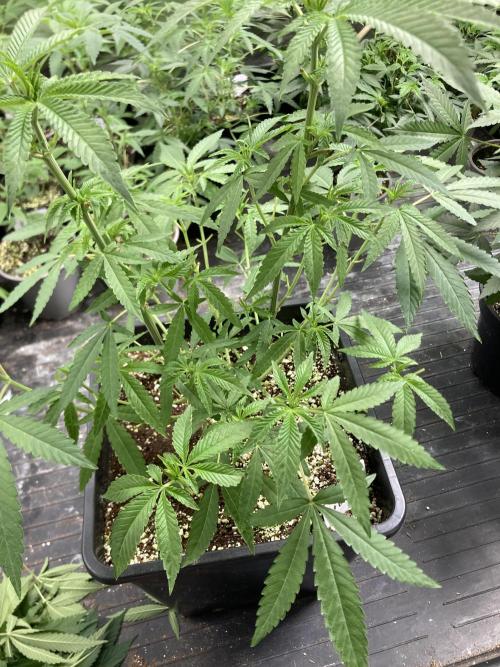 Apples & Bananas x Zoda (Umami Seed Co). Week 10