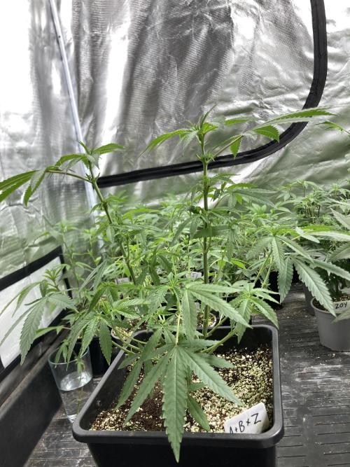 Apples & Bananas x Zoda (Umami Seed Co). Week 10