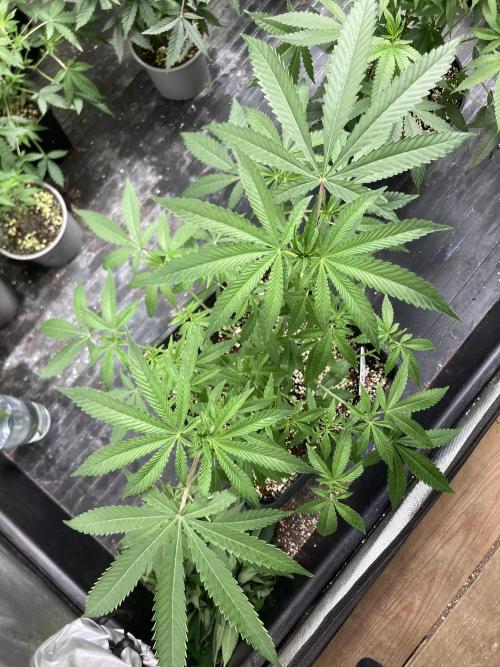 Apples & Bananas x Zoda (Umami Seed Co). Week 10