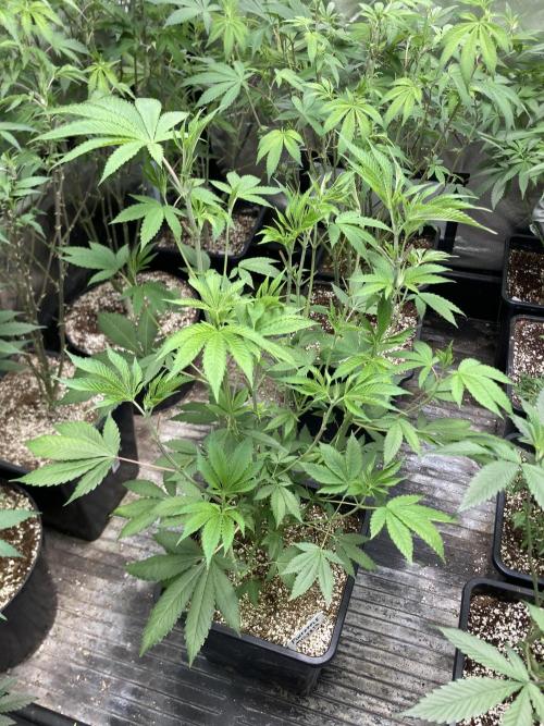 Pineapple Mojito S1. Week 10