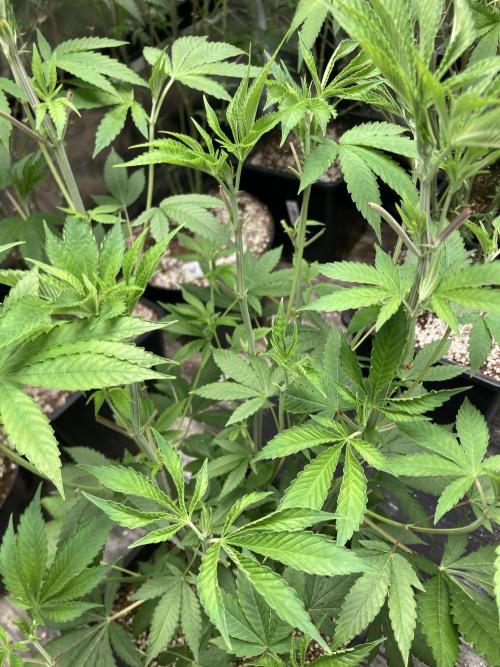 Pineapple Mojito S1. Week 10