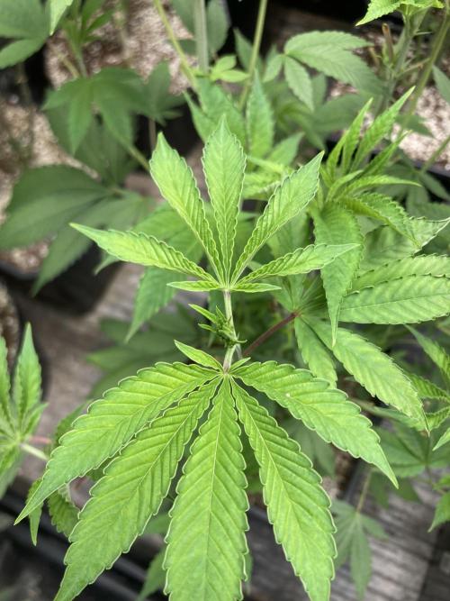 Pineapple Mojito S1. Week 10