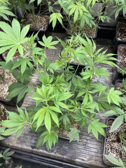 Pineapple Mojito S1. Week 10