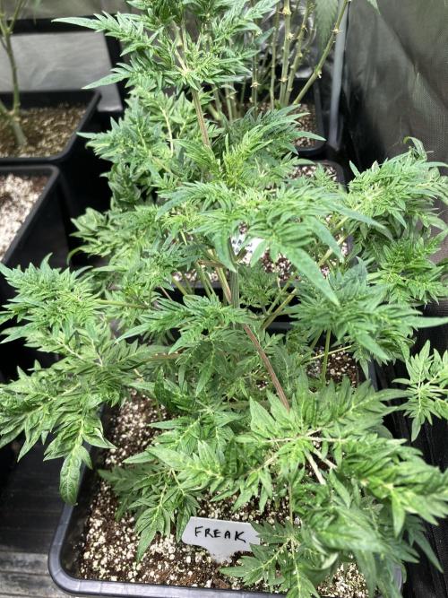 Frostyโs Purple Freak (Khalifa). Week 10