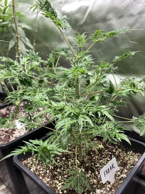 Frostyโs Purple Freak (Khalifa). Week 10