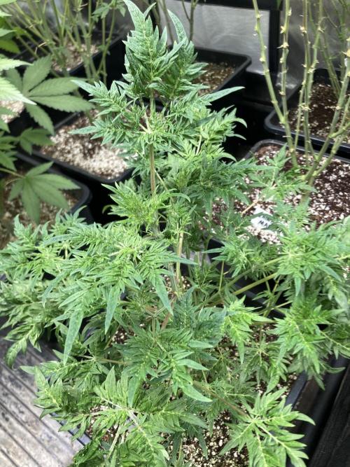 Frostyโs Purple Freak (Khalifa). Week 10