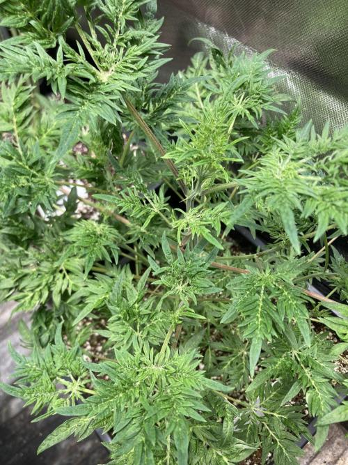 Frostyโs Purple Freak (Khalifa). Week 10
