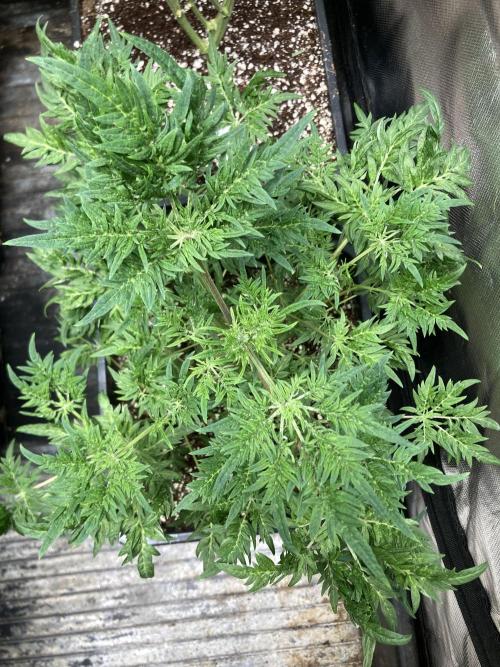 Frostyโs Purple Freak (Khalifa). Week 10