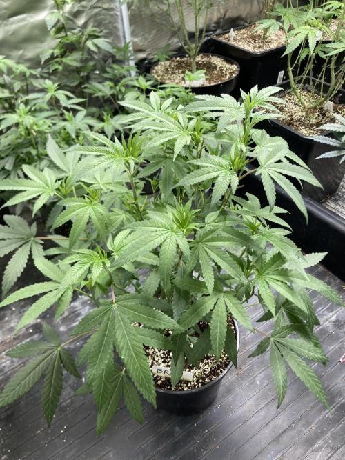 Black Rainbow (LIT Farms). Week 13
