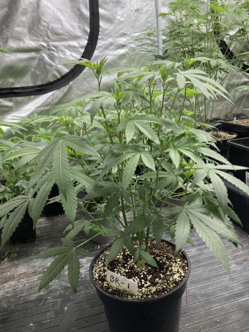 Black Rainbow (LIT Farms). Week 13