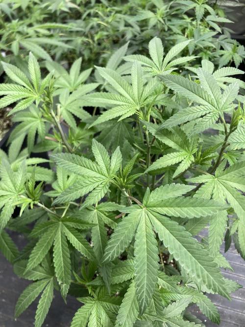 Black Rainbow (LIT Farms). Week 13