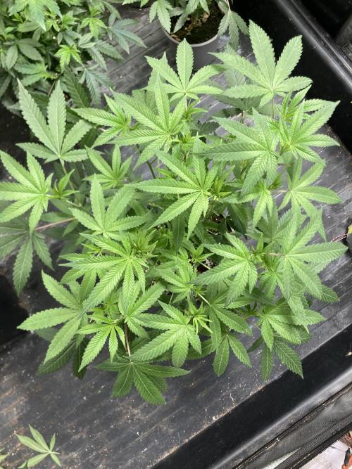 Black Rainbow (LIT Farms). Week 13