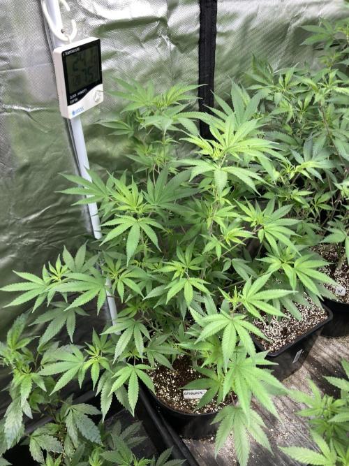 GasQuake (In House Genetics). Week 14