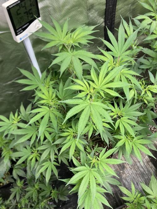 GasQuake (In House Genetics). Week 14