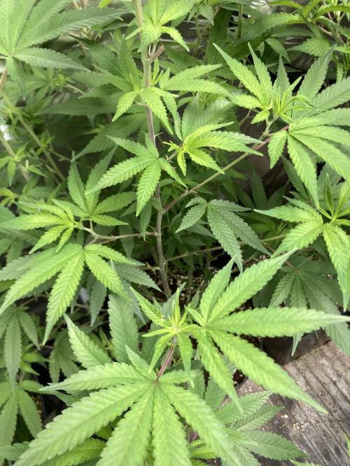 GasQuake (In House Genetics). Week 14