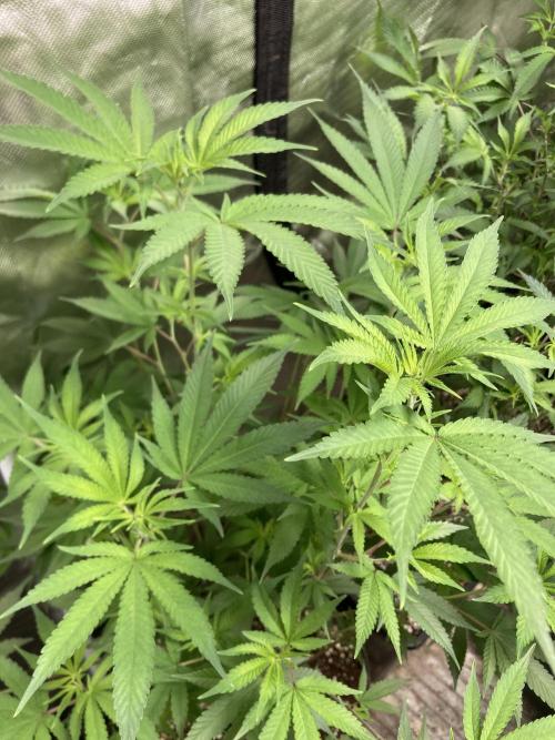 GasQuake (In House Genetics). Week 14