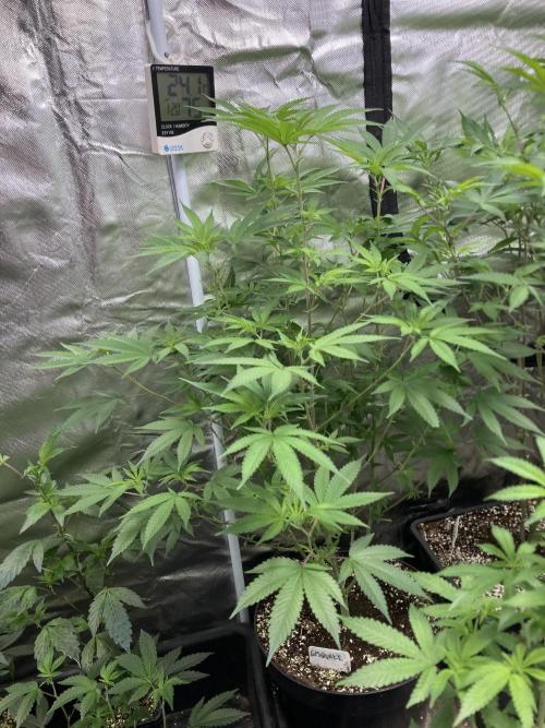 GasQuake (In House Genetics). Week 14