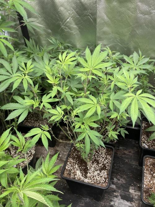 Jelly Breath S1 (In House Genetics). Week 14