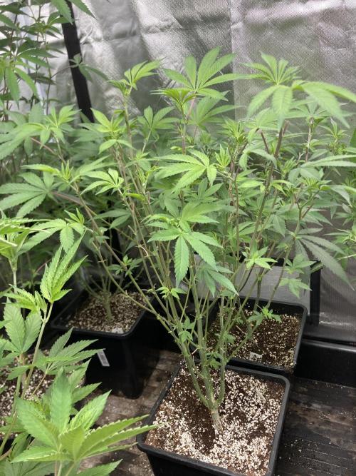 Jelly Breath S1 (In House Genetics). Week 14