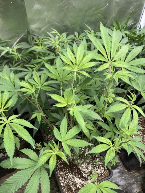 Jelly Breath S1 (In House Genetics). Week 14