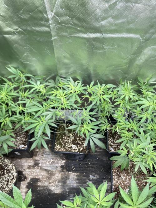 White Rhino (Green House Seeds). Week 14