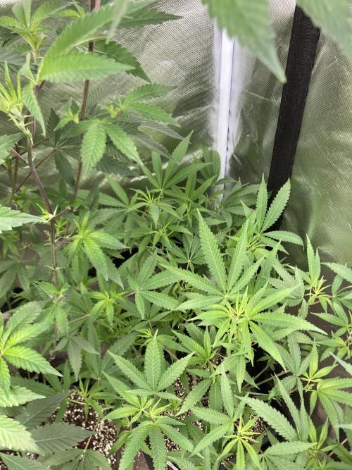 White Rhino (Green House Seeds). Week 14
