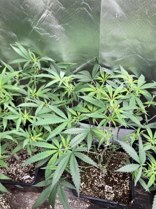 White Rhino (Green House Seeds). Week 14