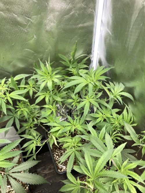 White Rhino (Green House Seeds). Week 14