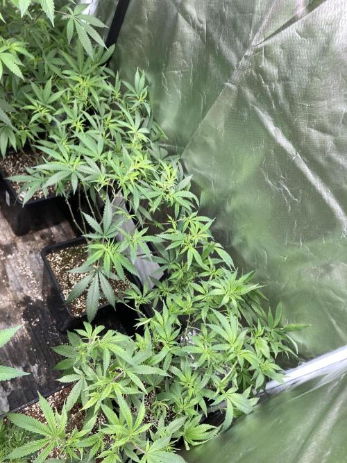 White Rhino (Green House Seeds). Week 14