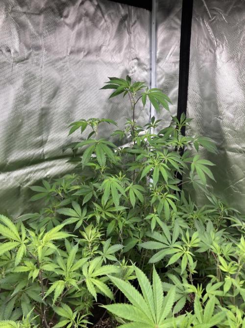 Windu (Wizard Trees). Week 14