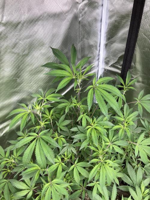 Windu (Wizard Trees). Week 14