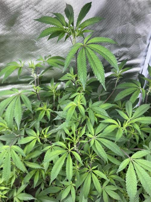 Windu (Wizard Trees). Week 14