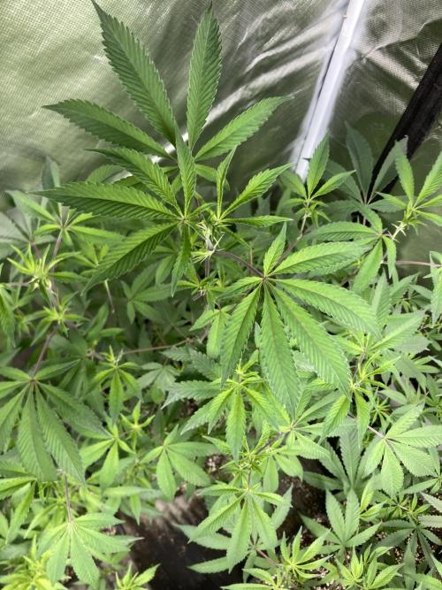 Windu (Wizard Trees). Week 14