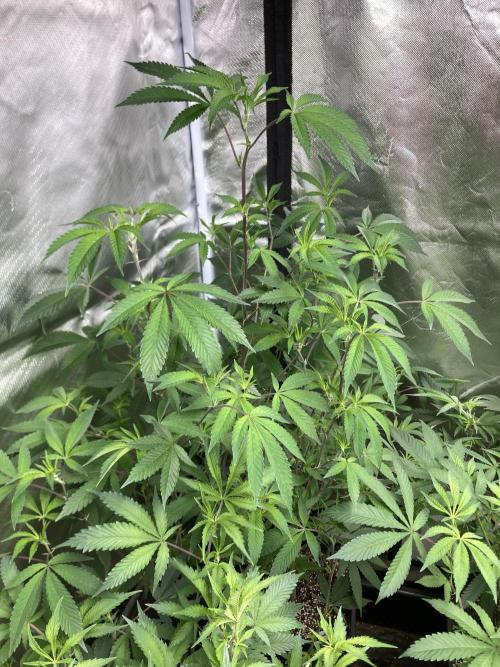 Windu (Wizard Trees). Week 14