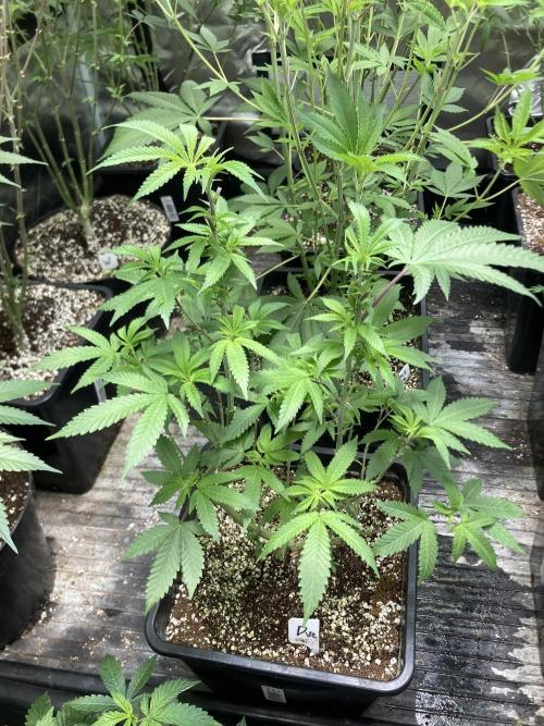 Do-lato V2 (In House Genetics). Week 14