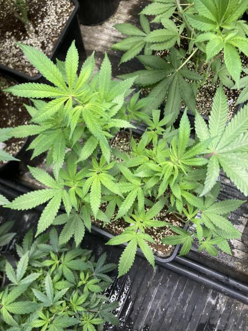 Do-lato V2 (In House Genetics). Week 14