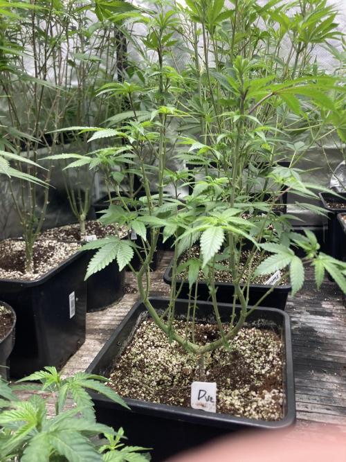 Do-lato V2 (In House Genetics). Week 14
