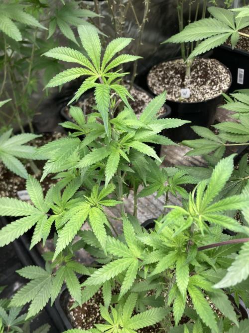 Do-lato V2 (In House Genetics). Week 14