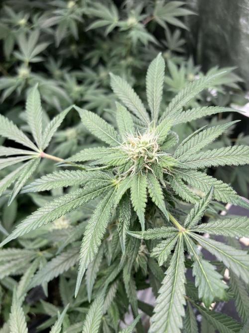 Strawberry Ak (Serious Seeds). Week 14