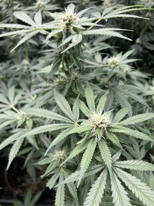 Strawberry Ak (Serious Seeds). Week 14
