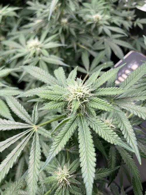 Strawberry Ak (Serious Seeds). Week 14