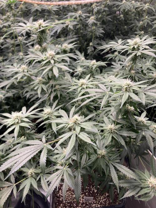 Strawberry Ak (Serious Seeds). Week 14