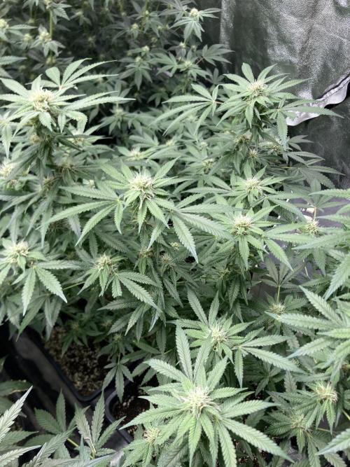 Strawberry Ak (Serious Seeds). Week 14