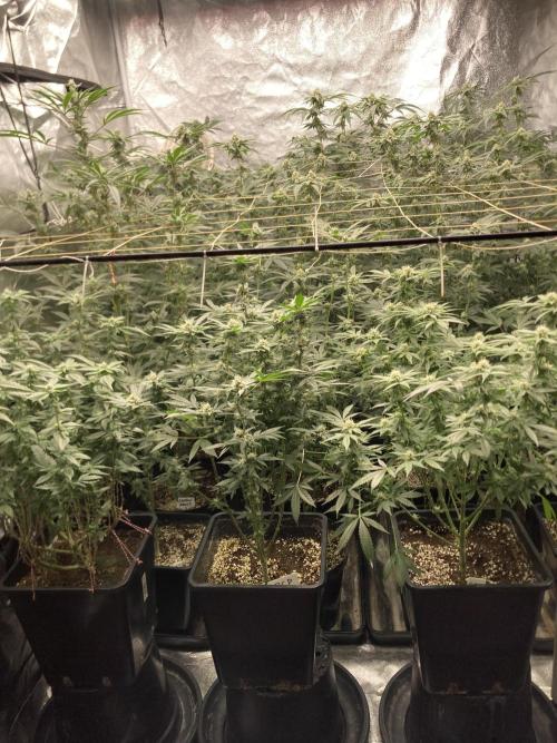 Strawberry Ak (Serious Seeds). Week 14
