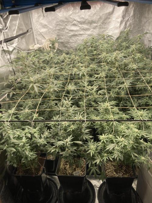 Strawberry AK. Week 14