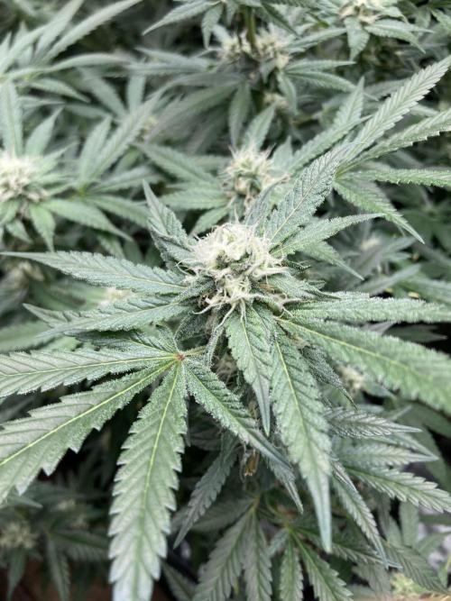 BlackCherry Punch (In House Genetics). Week 14