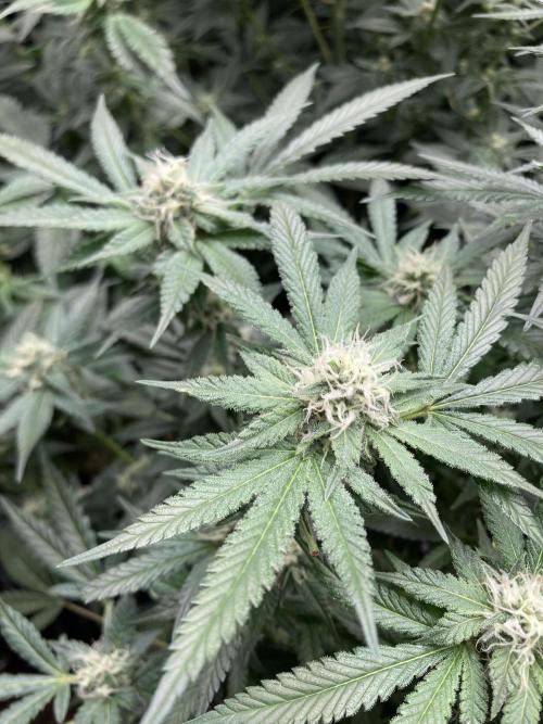 BlackCherry Punch (In House Genetics). Week 14